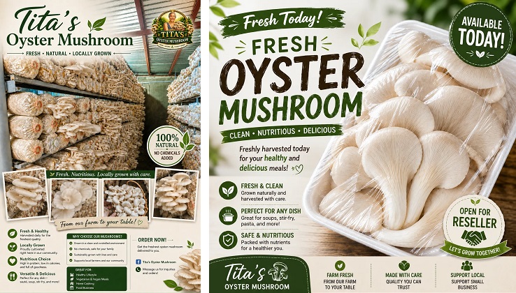 Fresh oyster mushrooms in a tray pack and on fruiting bag racks, from a grower in Tanza, Cavite